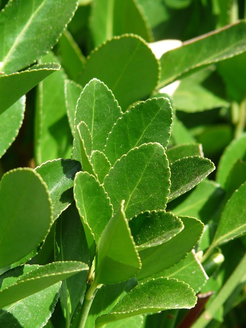 真正的桂冠 植物 月桂树 - 上的免费照片