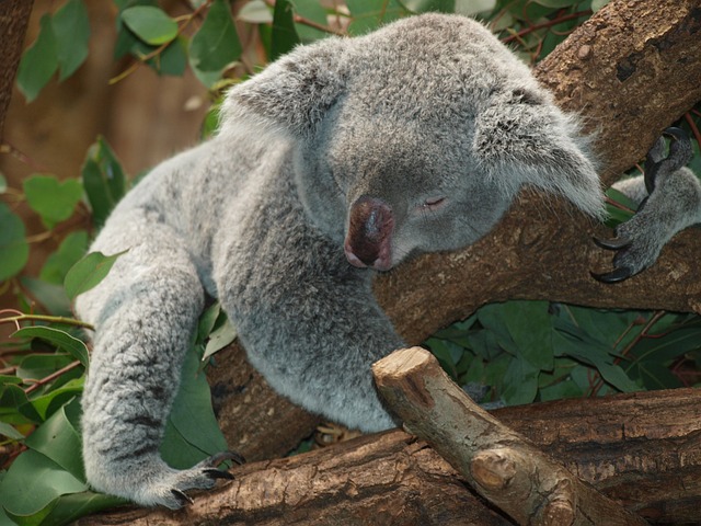 考拉 动物 睡眠 - 上的免费照片