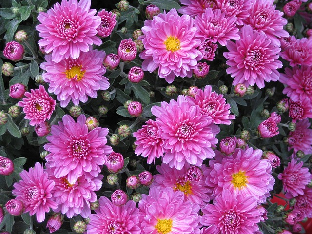 花朵 芽 花园 - 上的免费照片