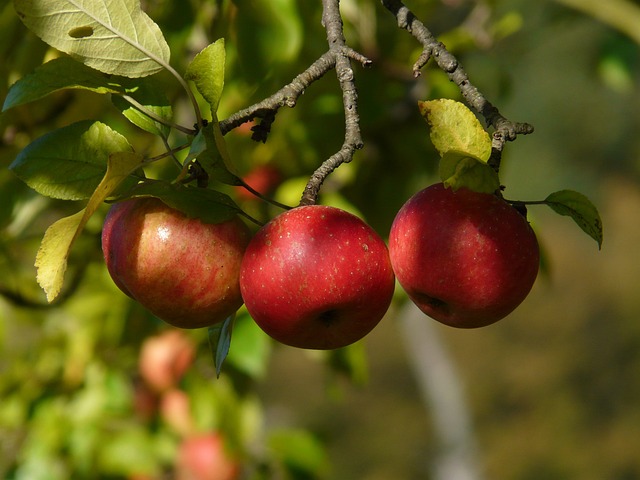 苹果 红色的 水果 - 上的免费照片