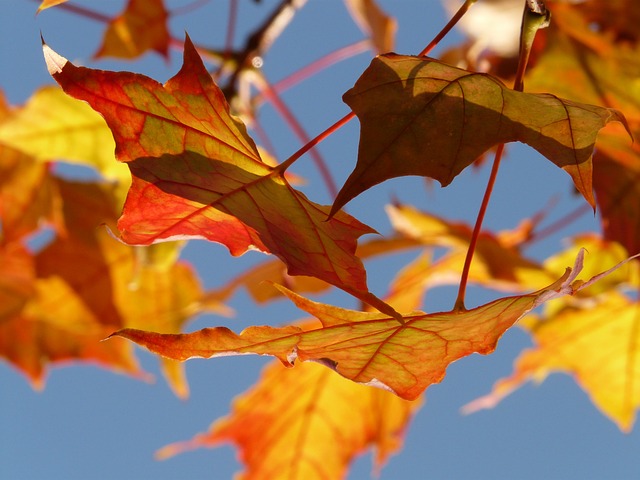 秋天 树叶 枫 - 上的免费照片