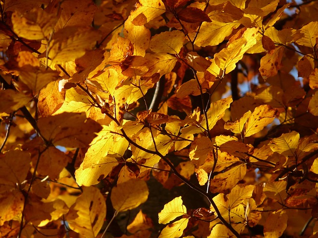 山毛榉 秋天 树叶 - 上的免费照片