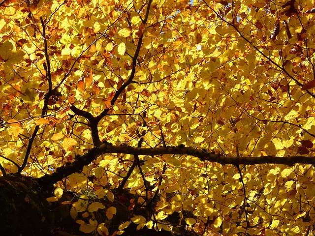 山毛榉 黄色 树叶 - 上的免费照片