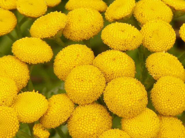 艾菊 小茴香 菊花 - 上的免费照片