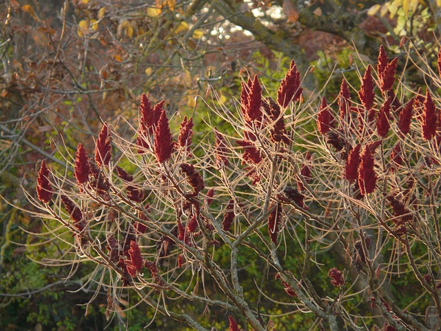 醋树 鹿芯 火炬树 - 上的免费照片