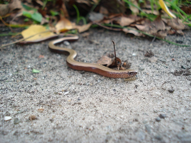数落 动物 森林 - 上的免费照片