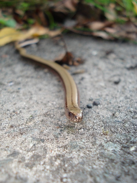 数落 动物 森林 - 上的免费照片