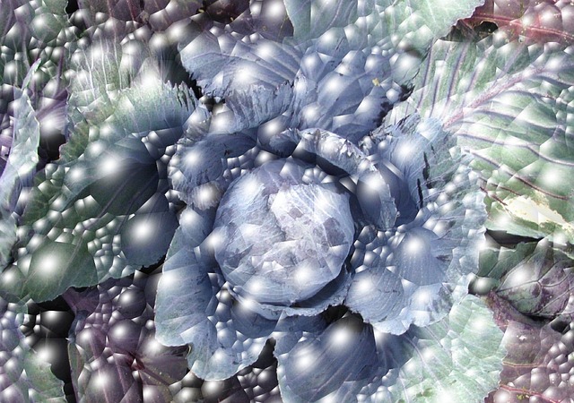 气泡 卷心菜 健康 - 上的免费照片