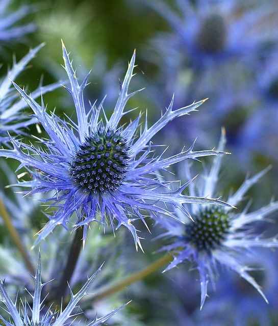 高山海冬青 花朵 植物 - 上的免费照片