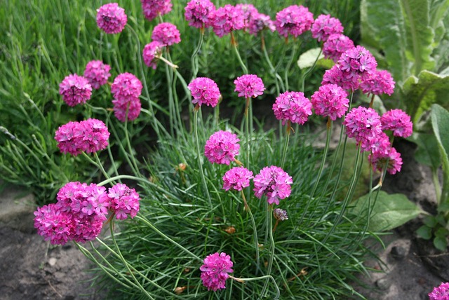 花朵 粉色的 紫色的 - 上的免费照片