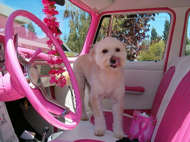 粉色的 车 狗 - 上的免费照片