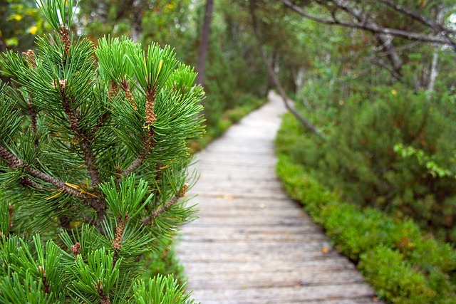 小路 泥炭 泊 - 上的免费照片