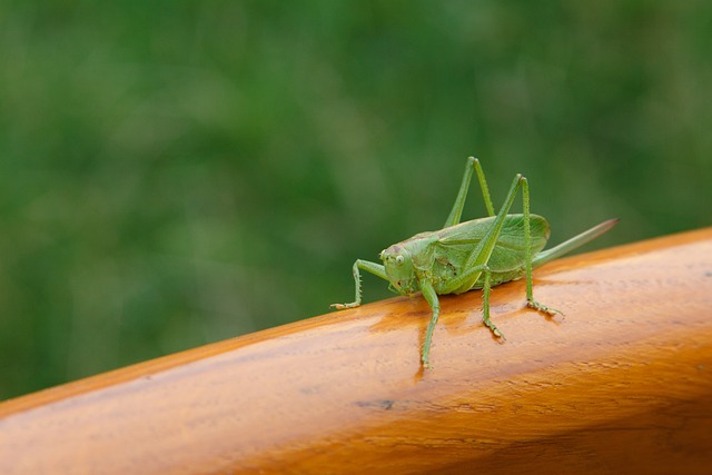 动物 甲虫，昆虫 蟋蟀 - 上的免费照片