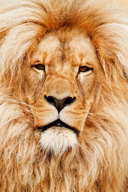 狮子 王 肖像 - 上的免费照片
