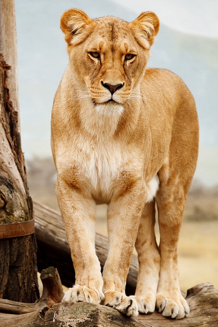 狮子 母狮 猫 - 上的免费照片