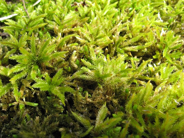 苔藓 绿色 植物 - 上的免费照片