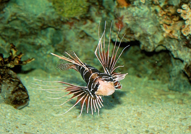 蝎 鱼 水族馆 - 上的免费照片