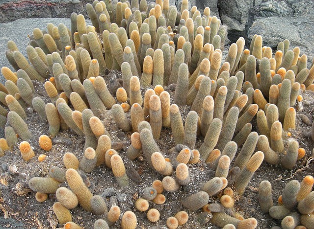 仙人掌 植物 加拉帕戈斯 - 上的免费照片