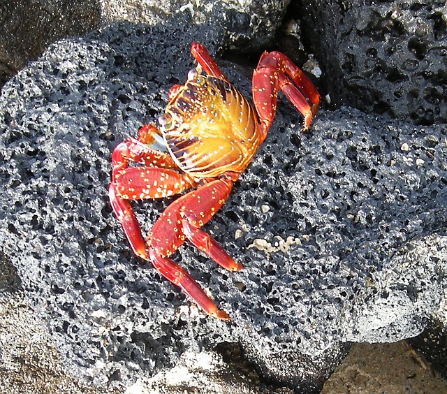 螃蟹 海洋 水 - 上的免费照片
