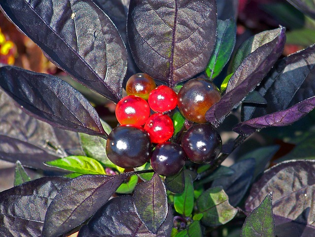 植物 紫色的 树叶 - 上的免费照片
