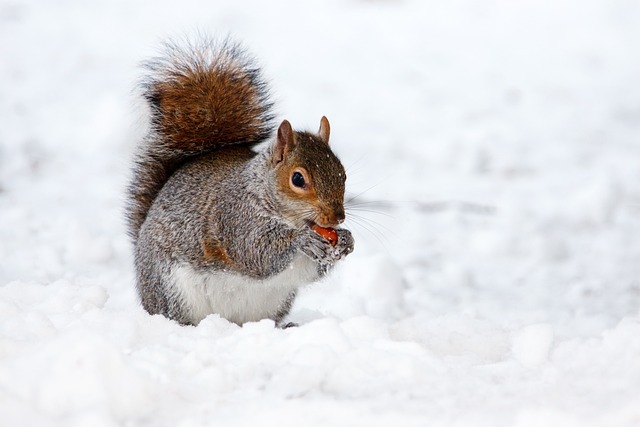 雪 动物 松鼠 - 上的免费照片