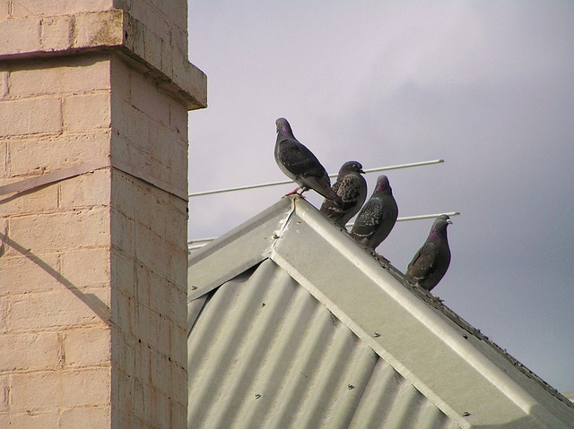 鸟 鸽子 屋顶 - 上的免费照片
