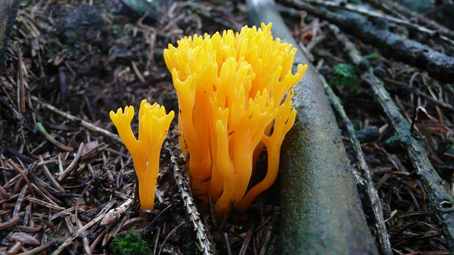 蘑菇 菌 麦角 - 上的免费照片