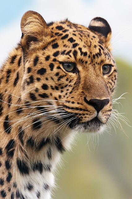 动物 豹 野生动物 - 上的免费照片