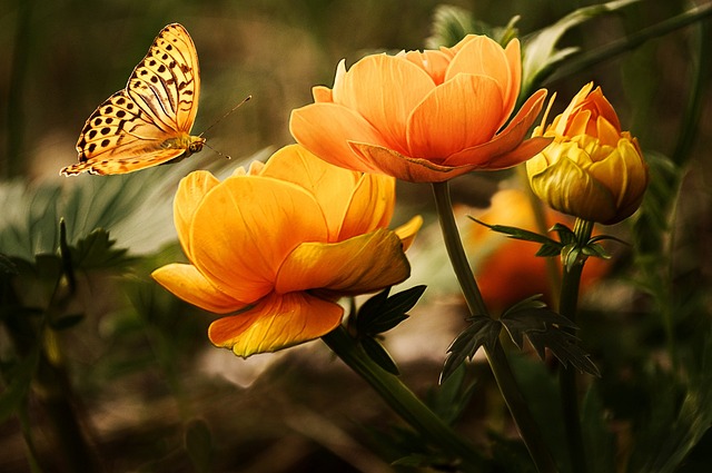 花朵 蝴蝶 银洗贝母 - 上的免费照片