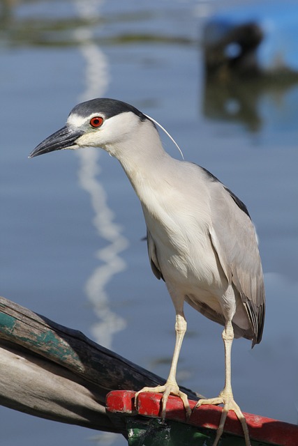 苍鹭 鸟 夜鹭 - 上的免费照片