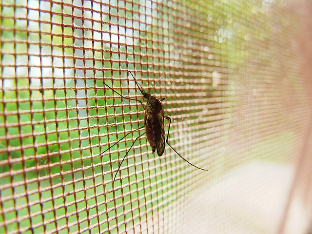 蚊子 甲虫，昆虫 昆虫 - 上的免费照片