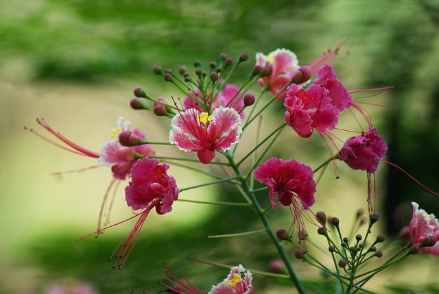 孔雀花 粉色的 花朵 - 上的免费照片