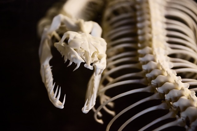 解剖学 动物 骨 - 上的免费照片