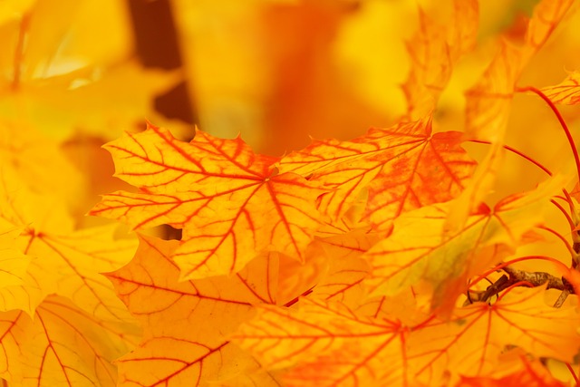 秋天 树叶 叶子 - 上的免费照片