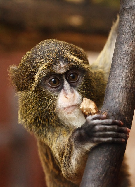 猴 动物 动物园 - 上的免费照片