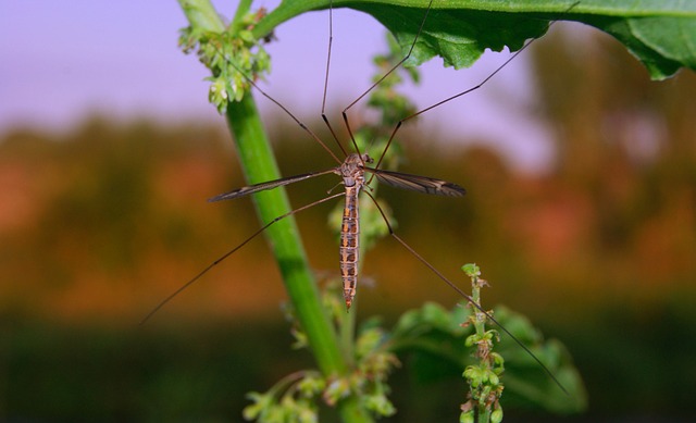 蚊子 昆虫 害虫 - 上的免费照片