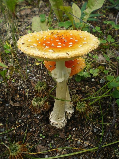 蘑菇 菌 生物 - 上的免费照片