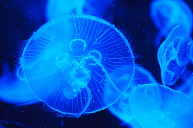 海 动物 海蜇 - 上的免费照片