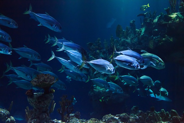 动物 水族馆 水 - 上的免费照片