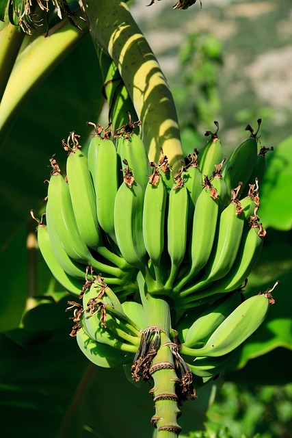 香蕉 绿色 水果 - 上的免费照片