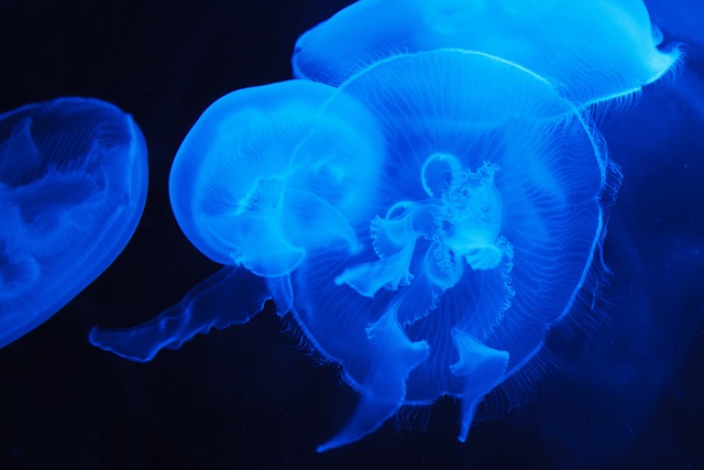 海蜇 海上的果冻 动物 - 上的免费照片