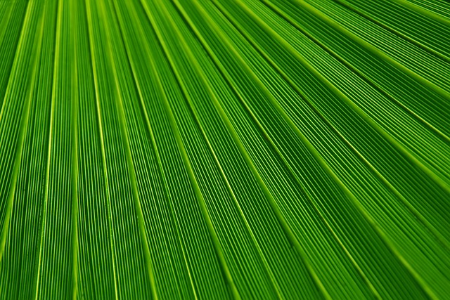 叶子 植物 背景 - 上的免费照片