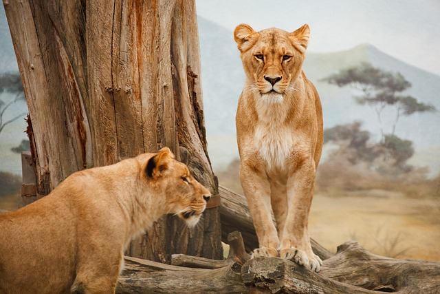 狮子 动物 动物园 - 上的免费照片