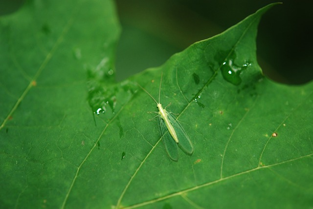 Lacewing 昆虫 飞 - 上的免费照片