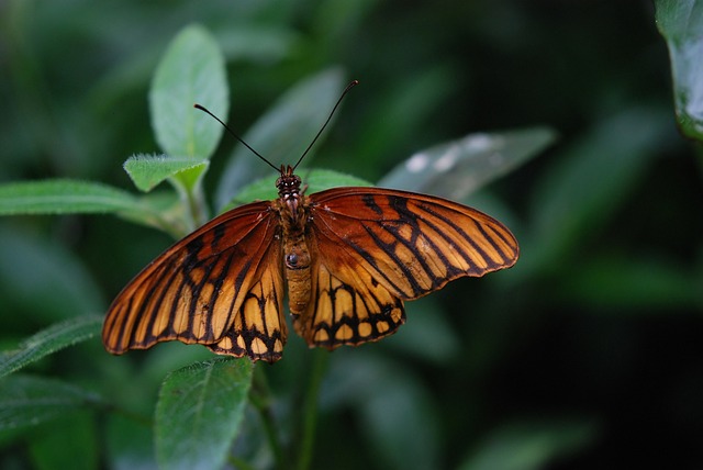 自然 昆虫 蝴蝶 - 上的免费照片