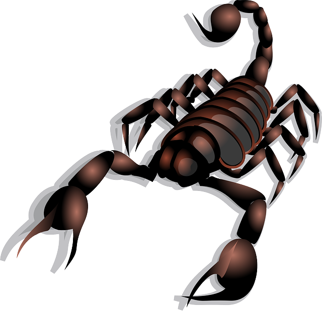 蝎 蛛形纲动物 动物 - 免费矢量图形