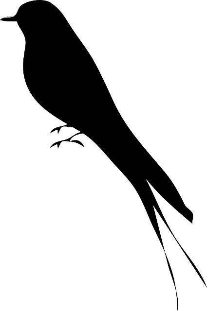 鸟 轮廓 知更鸟 - 免费矢量图形
