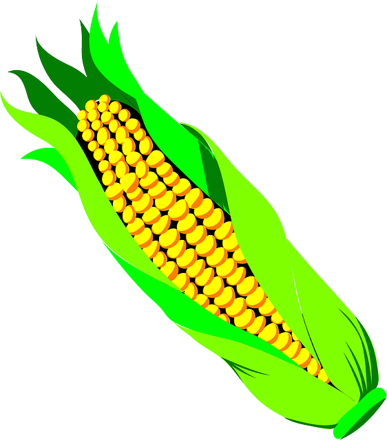 玉米 长钉 农业 - 免费矢量图形
