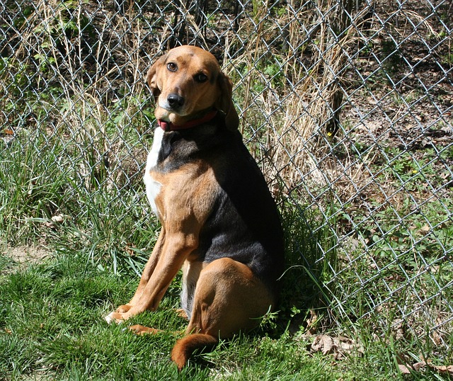 狗 猎狐犬 猎犬 - 上的免费照片