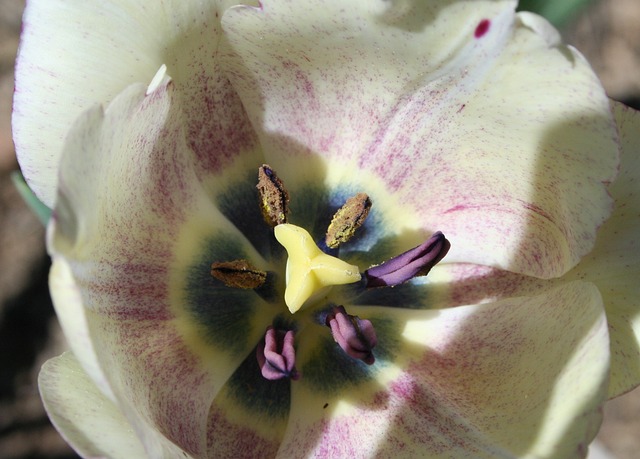 花 柱头 风格 - 上的免费照片